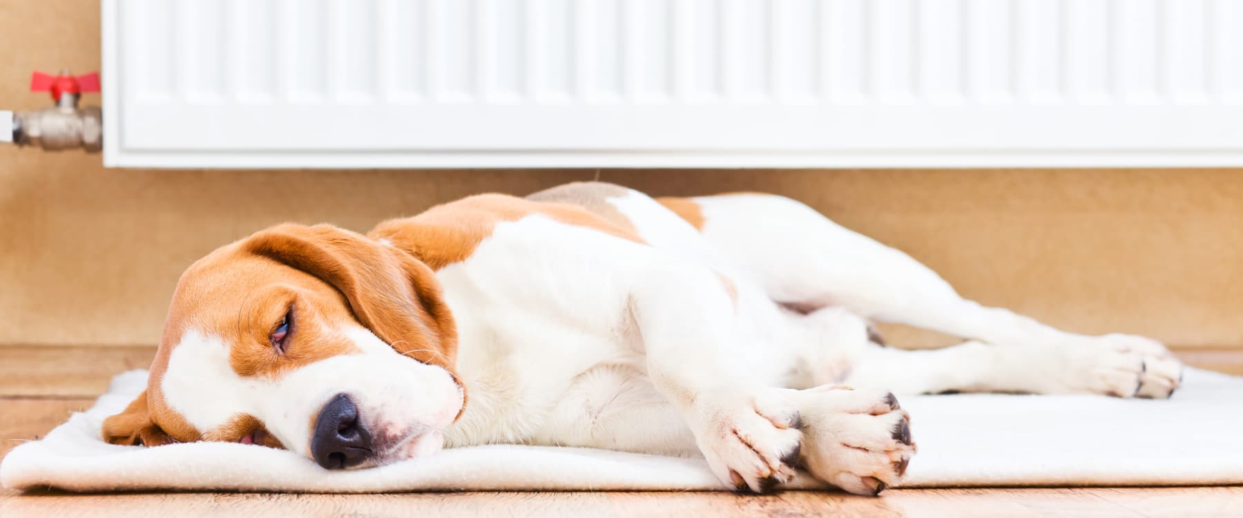 Stay Warm All Winter Long